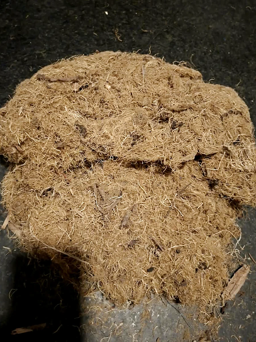 A pressed mat of dried wild Gracilaria verrucosa, fine pale strands
