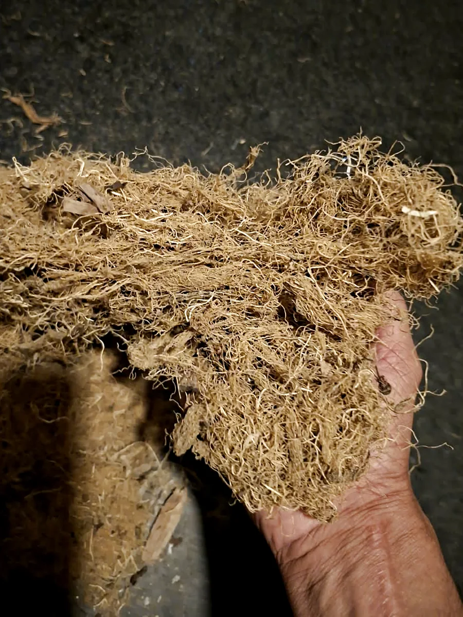 A handful of dried wild-harvested Gracilaria verrucosa