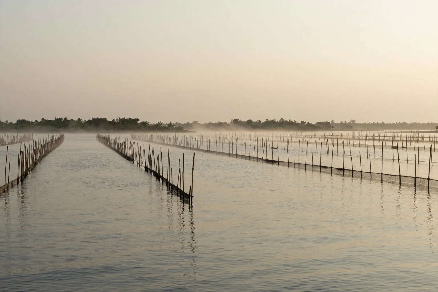 Staked seaweed lines running out across shallow water at first light, northern coast of Sri Lanka