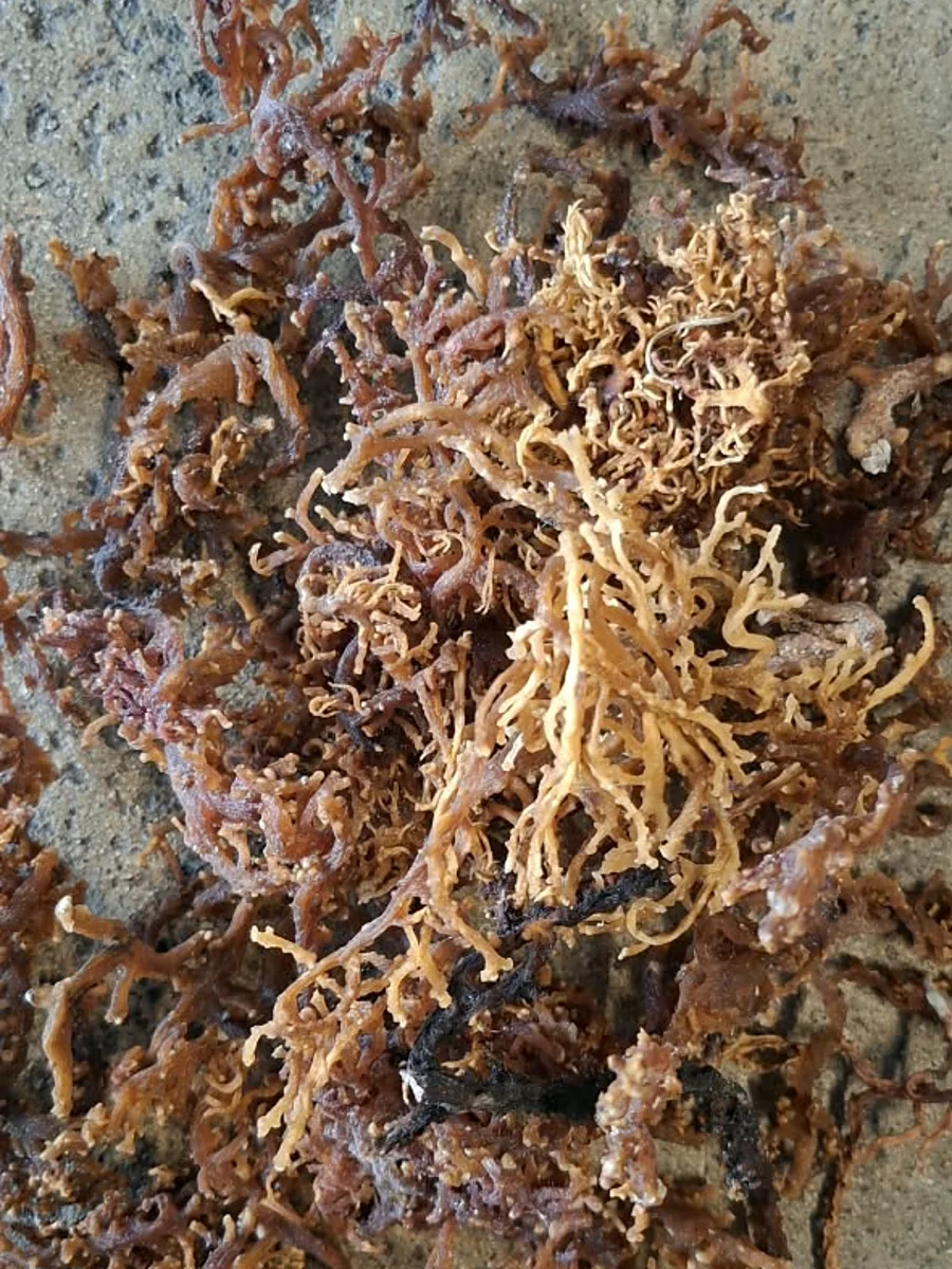 Dried Kappaphycus alvarezii, reddish-brown branching thallus, laid on concrete in daylight