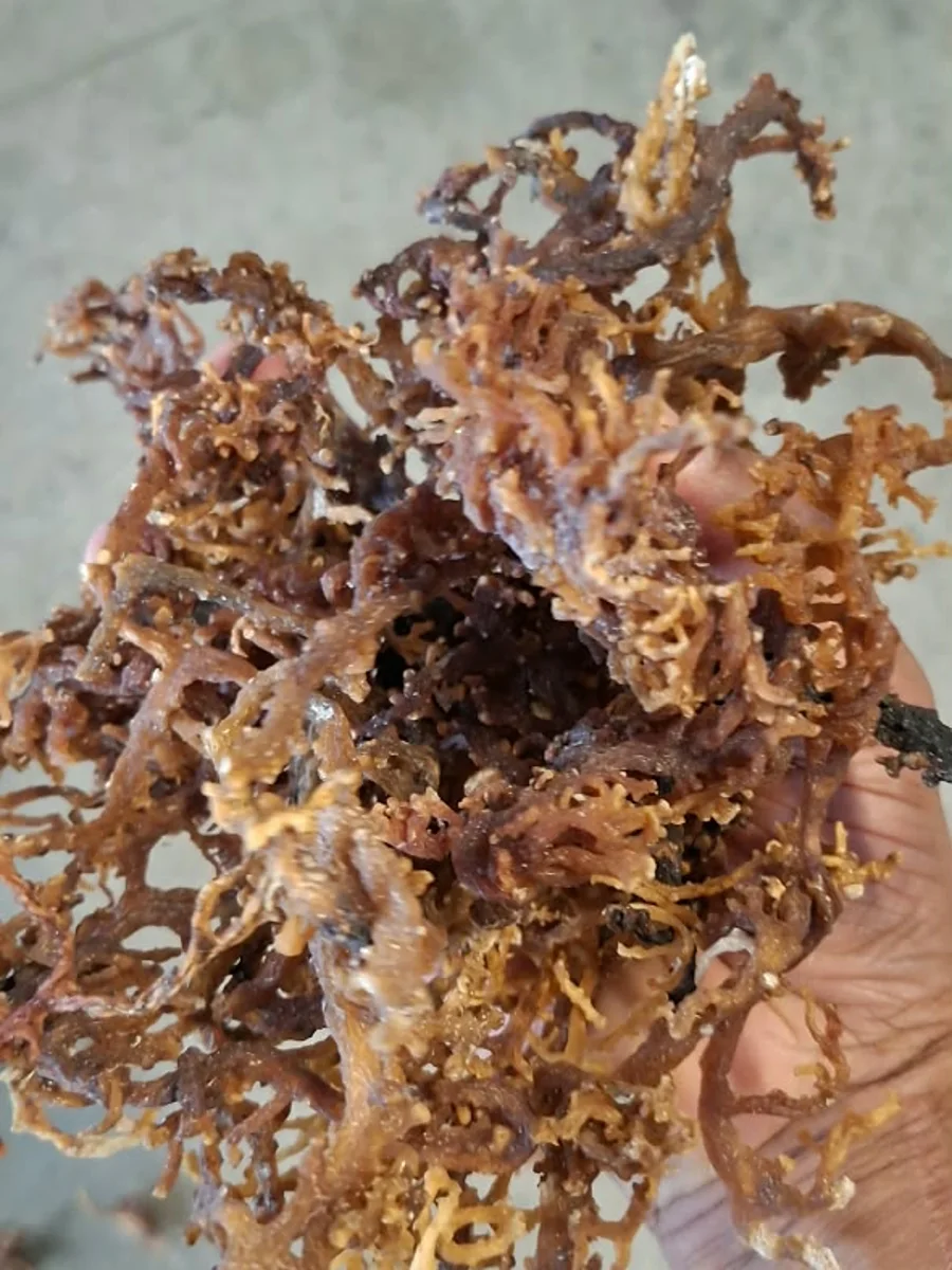 A handful of dried Kappaphycus alvarezii held up in daylight