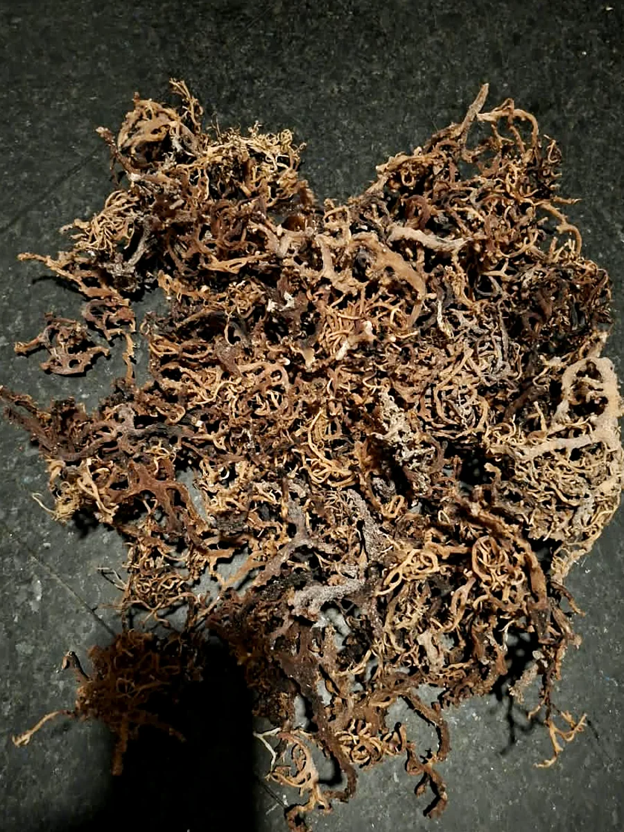A sorted pile of dried Kappaphycus alvarezii on a dark floor