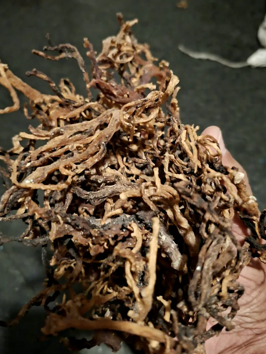 Dried Kappaphycus alvarezii strands held close to the camera