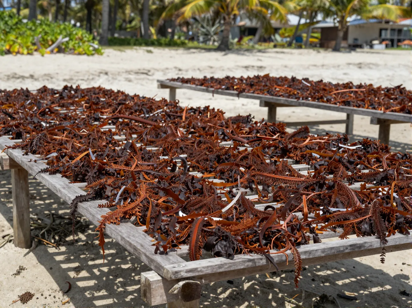 Harvested seaweed spread on raised drying racks in strong sunlight